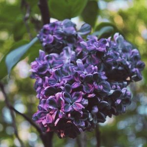 Meet your Posher, Alana